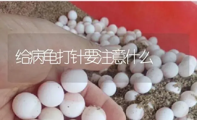 给病龟打针要注意什么 | 淡水养殖