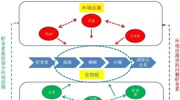 浅析河蟹肝胰腺白化的表现、原因及预防措施