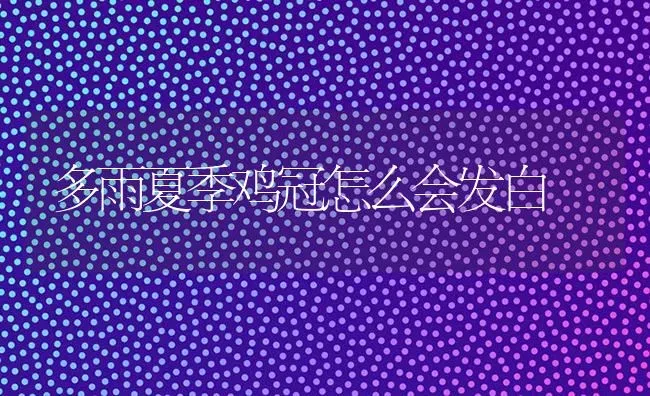 多雨夏季鸡冠怎么会发白 | 家禽养殖