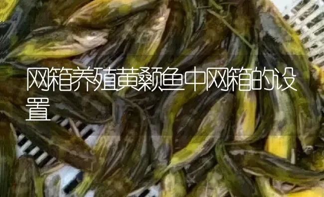 网箱养殖黄颡鱼中网箱的设置 | 淡水养殖