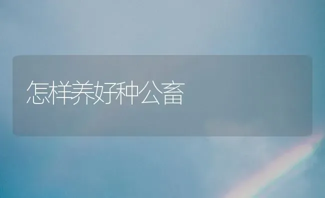 怎样养好种公畜 | 家畜养殖