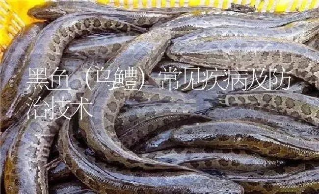 黑鱼（乌鳢）常见疾病及防治技术 | 淡水养殖