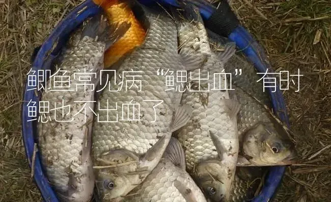 鲫鱼常见病“鳃出血”有时鳃也不出血了 | 淡水养殖