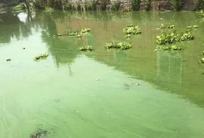 PH值高？蓝藻爆发？氨氮、亚盐居高不下？水草老化死亡？小龙虾大量死亡？