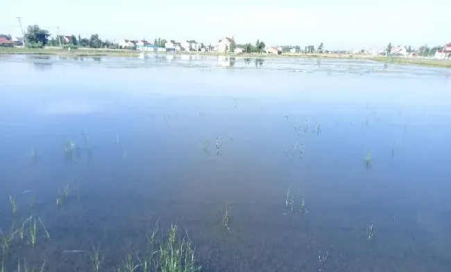 养殖小龙虾产量提升的技术瓶颈