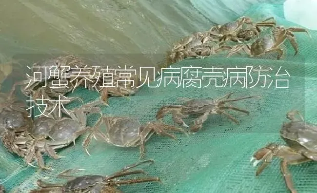 河蟹养殖常见病腐壳病防治技术 | 淡水养殖