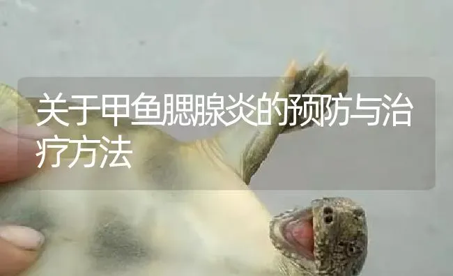 关于甲鱼腮腺炎的预防与治疗方法 | 淡水养殖