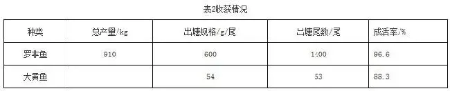 罗非鱼与大黄鱼池塘混养技术研究