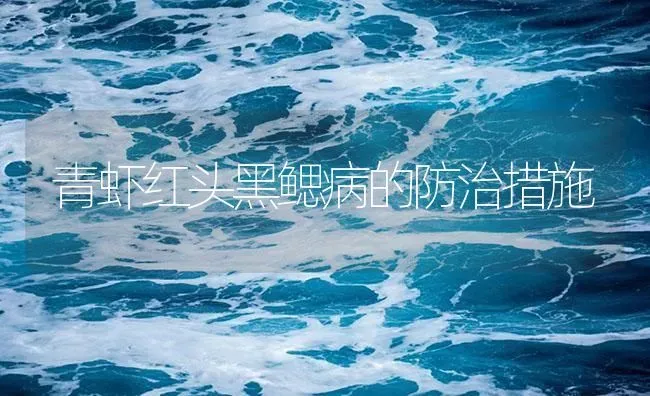 青虾红头黑鳃病的防治措施 | 海水养殖