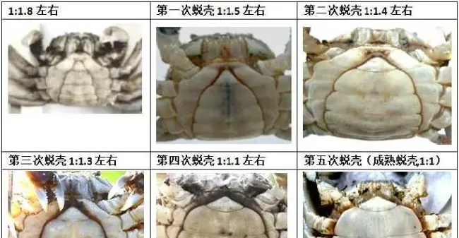 冲刺阶段，大家长势如何？第四次河蟹蜕壳打样数据分析告诉你