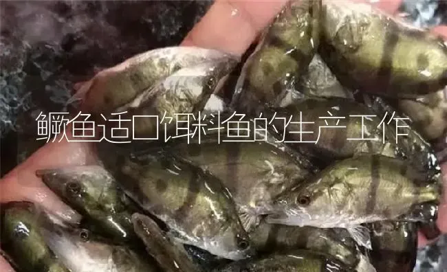 鳜鱼适口饵料鱼的生产工作 | 淡水养殖