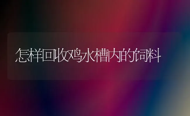 怎样回收鸡水槽内的饲料 | 家禽养殖