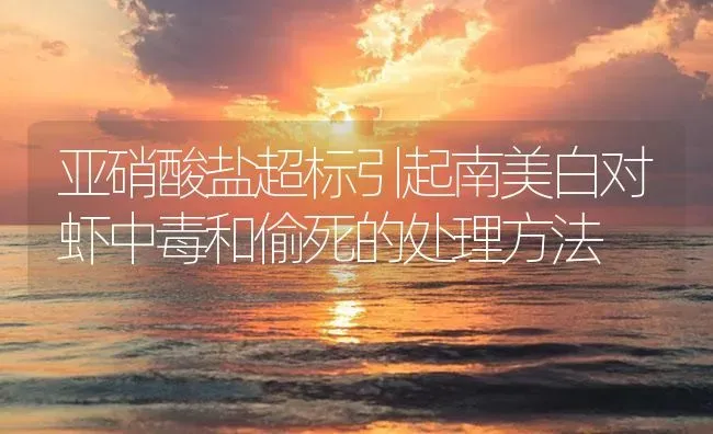 亚硝酸盐超标引起南美白对虾中毒和偷死的处理方法 | 海水养殖