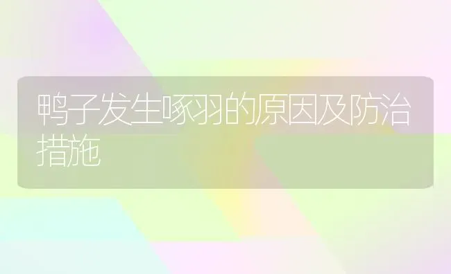 鸭子发生啄羽的原因及防治措施 | 家禽养殖