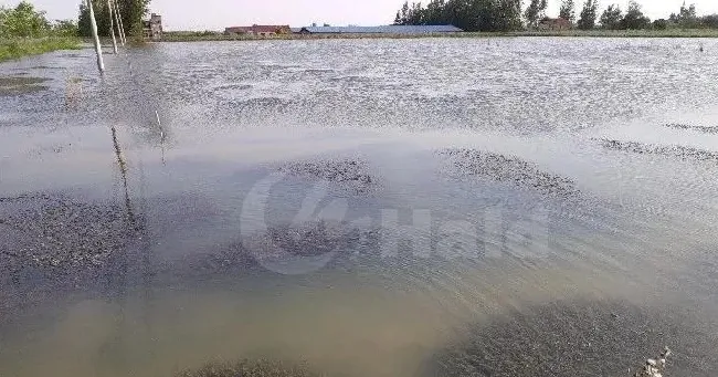 糟糕！小龙虾塘的水草蔫了、漂草......如何让水草快速恢复活力？