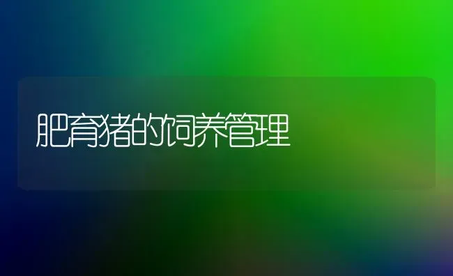 肥育猪的饲养管理 | 家畜养殖