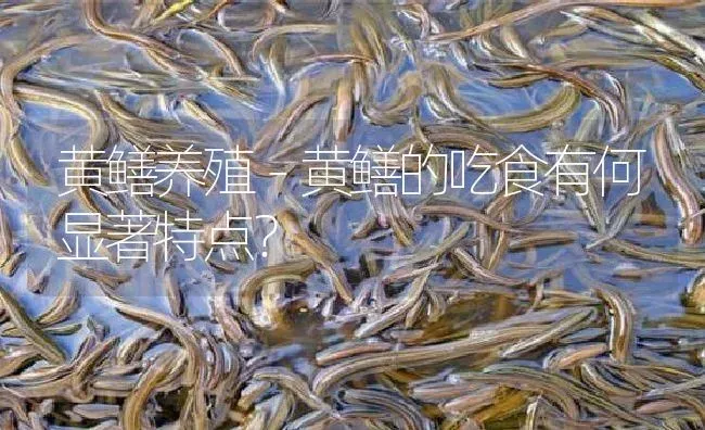 黄鳝养殖－黄鳝的吃食有何显著特点？ | 淡水养殖