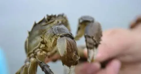 河蟹第一次蜕壳管理技术要点介绍