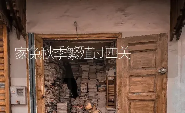家兔秋季繁殖过四关 | 家畜养殖