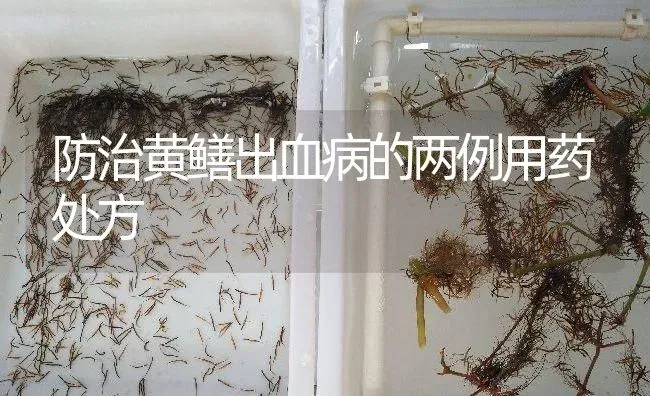 防治黄鳝出血病的两例用药处方 | 养殖病虫害防治