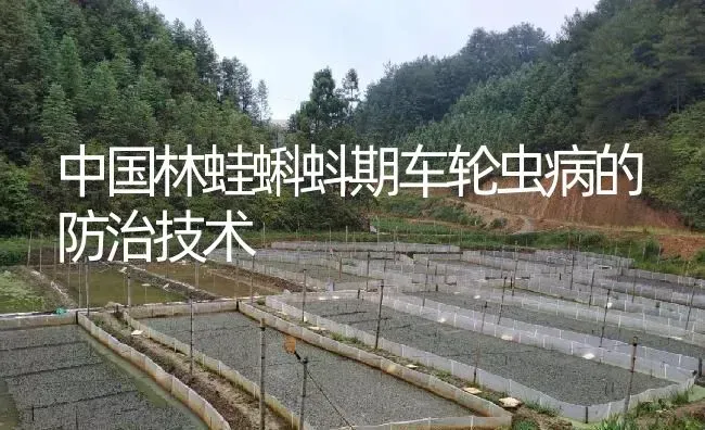 中国林蛙蝌蚪期车轮虫病的防治技术 | 特种养殖