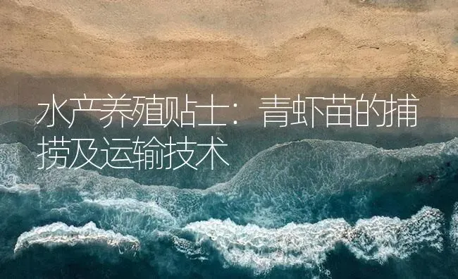 水产养殖贴士：青虾苗的捕捞及运输技术 | 海水养殖