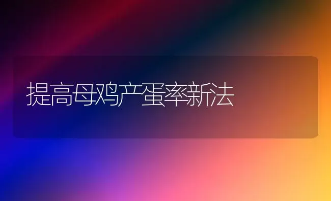 提高母鸡产蛋率新法 | 家禽养殖