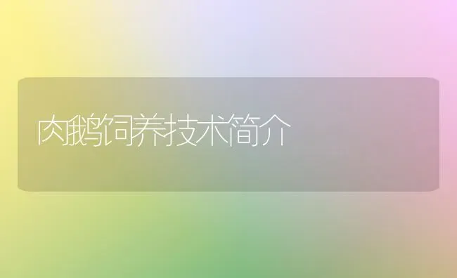 肉鹅饲养技术简介 | 家禽养殖