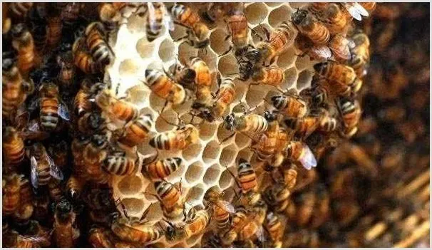 蜜蜂的养殖方法技巧 | 动物养殖资料