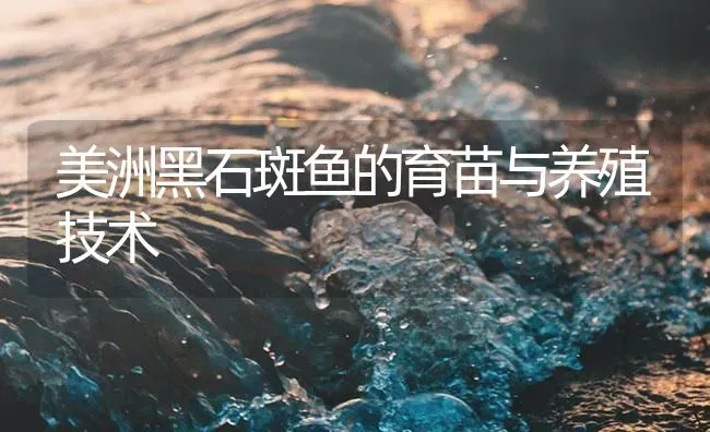 美洲黑石斑鱼的育苗与养殖技术 | 海水养殖