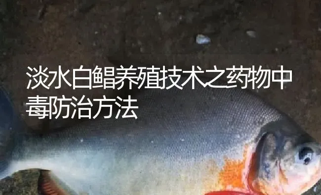 淡水白鲳养殖技术之药物中毒防治方法 | 养殖病虫害防治