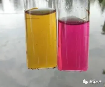 入秋成鱼池塘后期管理要点