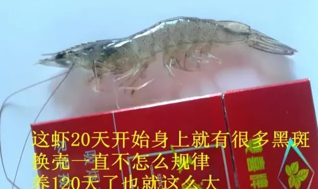 南美白对虾蜕壳不顺利引起偷死的处理方法
