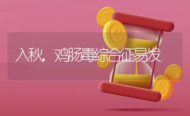 入秋，鸡肠毒综合征易发 | 家禽养殖