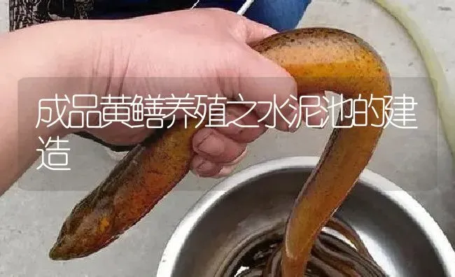 成品黄鳝养殖之水泥池的建造 | 淡水养殖