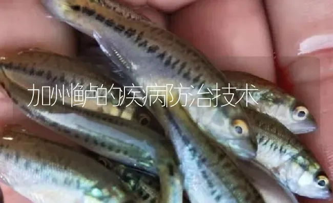 加州鲈的疾病防治技术 | 淡水养殖