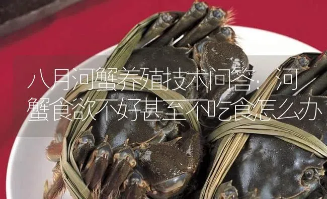 八月河蟹养殖技术问答：河蟹食欲不好甚至不吃食怎么办 | 淡水养殖