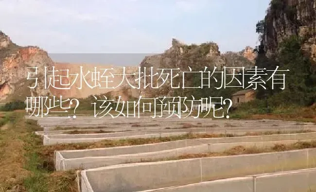 引起水蛭大批死亡的因素有哪些？该如何预防呢？ | 特种养殖