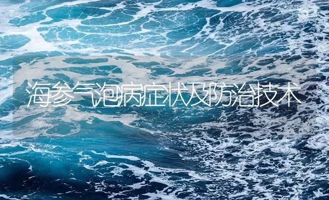 海参气泡病症状及防治技术 | 养殖病虫害防治