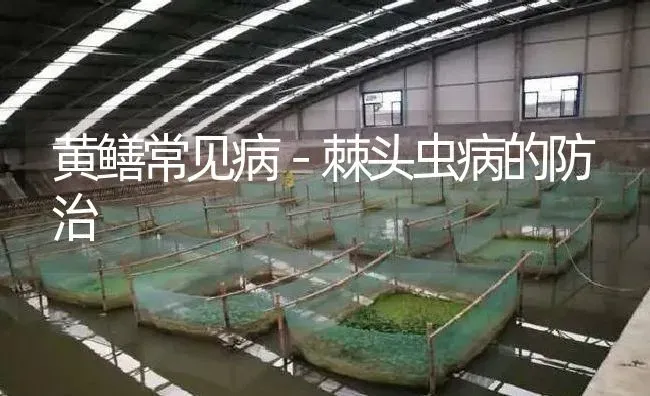 黄鳝常见病－棘头虫病的防治 | 淡水养殖
