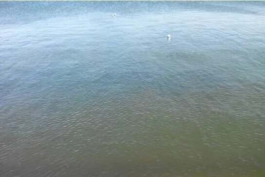 【案例分享】海参圈水体提高透明度的方法