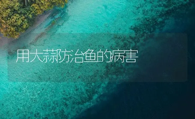 用大蒜防治鱼的病害 | 养殖病虫害防治