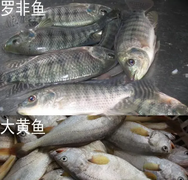 罗非鱼与大黄鱼池塘混养技术研究