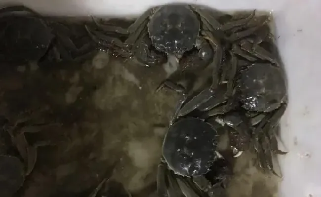 养殖小龙虾产量提升的技术瓶颈