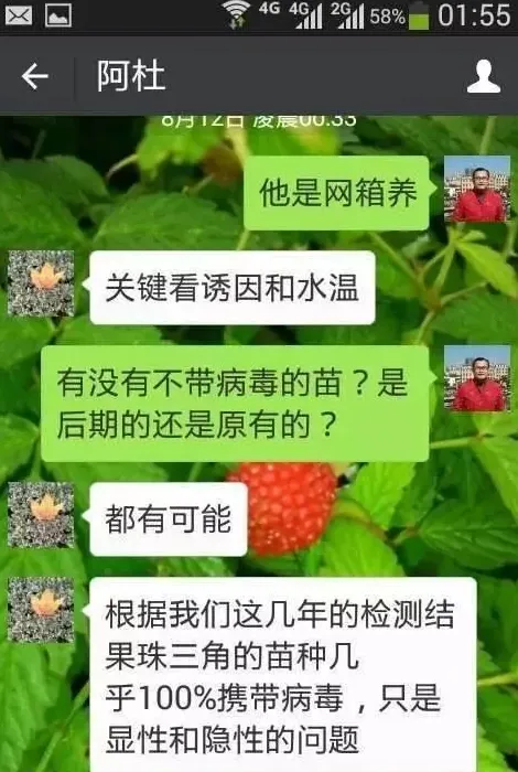 桂花鱼养殖过程中“神草假绿豆”的使用方法