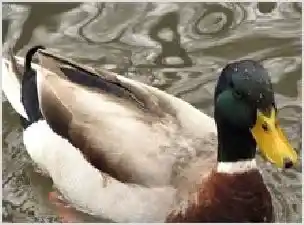 大肠杆菌病 | 养殖动物技术