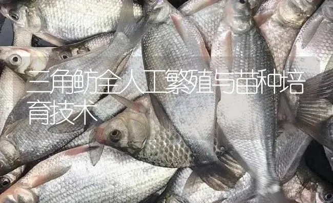 三角鲂全人工繁殖与苗种培育技术 | 淡水养殖