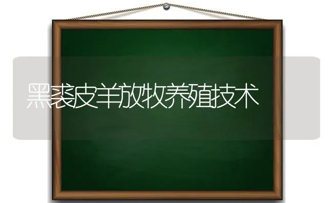 黑裘皮羊放牧养殖技术 | 家畜养殖