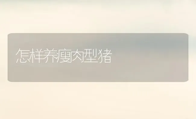 怎样养瘦肉型猪 | 家畜养殖