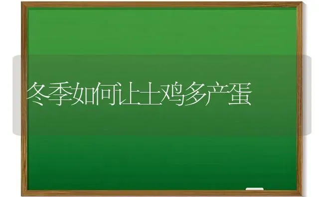 冬季如何让土鸡多产蛋 | 家禽养殖